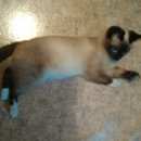 Подробнее об объявлении «Пропал кот Томск» Фото: пропала кошка Сиамская «Пропал кот Томск» в г. Томск