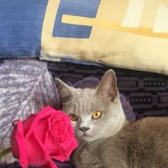 Подробнее об объявлении «Пропала кошка Санкт-Петербург» Фото: пропала кошка Шотландская вислоухая «Пропала кошка Санкт-Петербург» в г. Санкт-Петербург