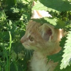 Подробнее об объявлении «Пропал котёнок Москва» Фото: пропала кошка  «Пропал котёнок Москва» в г. Москва