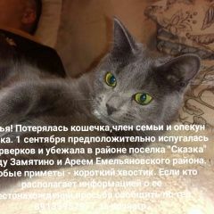 Подробнее об объявлении «Красноярск Пропала кошка» Фото: пропала кошка  «Красноярск Пропала кошка» в г. Красноярск