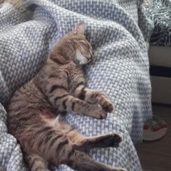 Подробнее об объявлении «Пропала кошка снт луч Одинцово» Фото: пропала кошка  «Пропала кошка снт луч Одинцово» в г. Одинцово