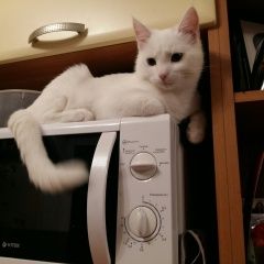 Подробнее об объявлении «Пропал котёнок 6 мес. Санкт-Петербург» Фото: пропала кошка  «Пропал котёнок 6 мес. Санкт-Петербург» в г. Санкт-Петербург