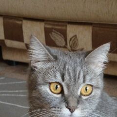 Подробнее об объявлении «Пропала кошка Кемерово» Фото: пропала кошка Британская короткошерстная «Пропала кошка Кемерово» в г. Кемерово