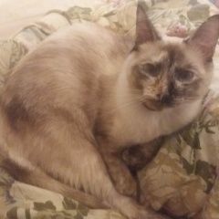 Подробнее об объявлении «Пропала кошка, Москва» Фото: пропала кошка  «Пропала кошка, Москва» в г. Москва