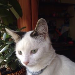 Подробнее об объявлении «Пропал кот помогите  ик  Москва» Фото: пропала кошка  «Пропал кот помогите  ик  Москва» в г. Москва