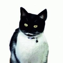 Подробнее об объявлении «Пропала кошка г, кутузовский проспект Москва» Фото: пропала кошка  «Пропала кошка г, кутузовский проспект Москва» в г. Москва