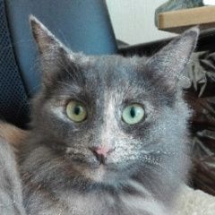 Подробнее об объявлении «Пропала кошка Мытищи» Фото: пропала кошка  «Пропала кошка Мытищи» в г. Мытищи