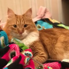 Подробнее об объявлении «Пропал кот Москва» Фото: пропала кошка  «Пропал кот Москва» в г. Москва