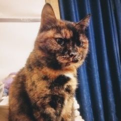 Подробнее об объявлении «Чехов Пропала кошка д. васькино» Фото: пропала кошка  «Чехов Пропала кошка д. васькино» в г. Чехов