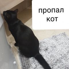 Подробнее об объявлении «Пропал кот черный кот Москва» Фото: пропала кошка  «Пропал кот черный кот Москва» в г. Москва
