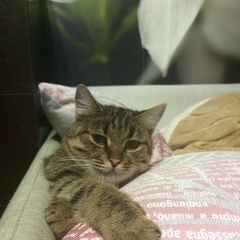 Подробнее об объявлении «Лобня Пропала кошка» Фото: пропала кошка  «Лобня Пропала кошка» в г. Лобня