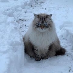 Подробнее об объявлении «Москва Пропал кот невский маскарадный кот» Фото: пропала кошка Невская маскарадная «Москва Пропал кот невский маскарадный кот» в г. Москва