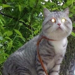 Подробнее об объявлении «Пропал кот серо-белый кот британец Москва» Фото: пропала кошка Британская короткошерстная «Пропал кот серо-белый кот британец Москва» в г. Москва