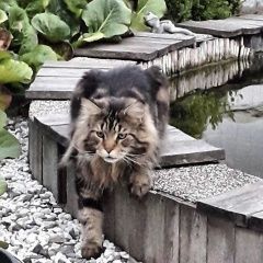 Подробнее об объявлении «Воронеж Пропала кошка кот мейнкун» Фото: пропала кошка Мейн-кун «Воронеж Пропала кошка кот мейнкун» в г. Воронеж