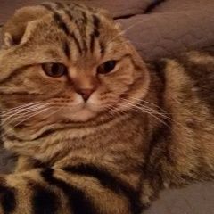 Подробнее об объявлении «Пропал кот вислоухий Москва» Фото: пропала кошка Шотландская вислоухая «Пропал кот вислоухий Москва» в г. Москва