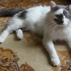 Подробнее об объявлении «Пропал кот любимый кот Рязань» Фото: пропала кошка  «Пропал кот любимый кот Рязань» в г. Рязань