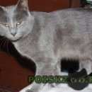 Подробнее об объявлении «Пропал кот. Феодосия» Фото: пропала кошка Русская голубая «Пропал кот. Феодосия» в г. Феодосия