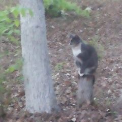 Подробнее об объявлении «Пропала кошка в р-не ул.театральной Оренбург» Фото: пропала кошка  «Пропала кошка в р-не ул.театральной Оренбург» в г. Оренбург