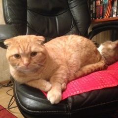 Подробнее об объявлении «Пропал кот рыжий вислоухий кот с. бутово Москва» Фото: пропала кошка  «Пропал кот рыжий вислоухий кот с. бутово Москва» в г. Москва