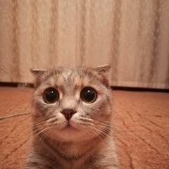 Подробнее об объявлении «Пропала кошка Кемерово» Фото: пропала кошка Британская короткошерстная «Пропала кошка Кемерово» в г. Кемерово