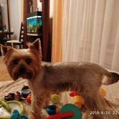 Подробнее об объявлении «Пропал кот Мытищи» Фото: пропала кошка Йоркширский терьер «Пропал кот Мытищи» в г. Мытищи