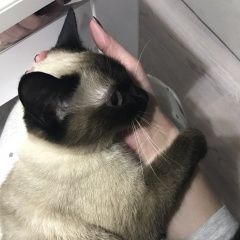Подробнее об объявлении «Пропала кошка тайская кошка года Сочи» Фото: пропала кошка Тайская «Пропала кошка тайская кошка года Сочи» в г. Сочи