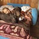 Подробнее об объявлении «Дмитров Пропала собака» Фото: пропала собака Курцхаар «Дмитров Пропала собака» в г. Дмитров