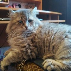 Подробнее об объявлении «Пропал кот Симферополь» Фото: пропала кошка  «Пропал кот Симферополь» в г. Симферополь