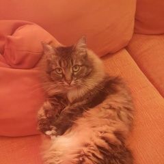 Подробнее об объявлении «Пропала кошка Москва» Фото: пропала кошка  «Пропала кошка Москва» в г. Москва