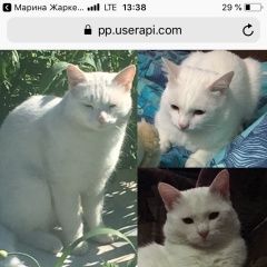 Подробнее об объявлении «Сургут Пропал кот» Фото: пропала кошка  «Сургут Пропал кот» в г. Сургут