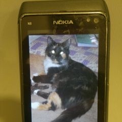 Подробнее об объявлении «Пропала кошка кличка гаврюша Москва» Фото: пропала кошка  «Пропала кошка кличка гаврюша Москва» в г. Москва