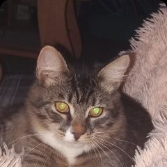 Подробнее об объявлении «Тула Пропал кот ик» Фото: пропала кошка  «Тула Пропал кот ик» в г. Тула