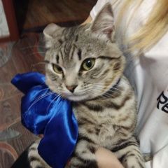 Подробнее об объявлении «Пропал кот Омск» Фото: пропала кошка  «Пропал кот Омск» в г. Омск