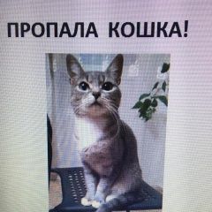 Подробнее об объявлении «Пропала кошка кличка няша Зеленоград» Фото: пропала кошка  «Пропала кошка кличка няша Зеленоград» в г. Зеленоград