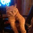 Подробнее об объявлении «Лобня Пропал кот» Фото: пропала кошка  «Лобня Пропал кот» в г. Лобня