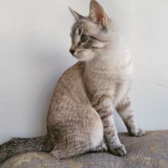 Подробнее об объявлении «Химки Пропал кот» Фото: пропала кошка  «Химки Пропал кот» в г. Химки