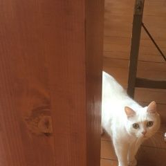 Подробнее об объявлении «Пропала кошка белая, район мцк балтийская Москва» Фото: пропала кошка  «Пропала кошка белая, район мцк балтийская Москва» в г. Москва