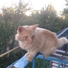 Подробнее об объявлении «Чебоксары Пропал кот рыжий кот» Фото: пропала кошка  «Чебоксары Пропал кот рыжий кот» в г. Чебоксары
