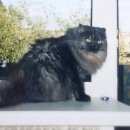 Подробнее об объявлении «Омск Пропал кот» Фото: пропала кошка Сибирская «Омск Пропал кот» в г. Омск