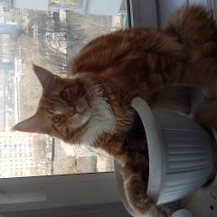 Подробнее об объявлении «Пропал кот Москва» Фото: пропала кошка  «Пропал кот Москва» в г. Москва