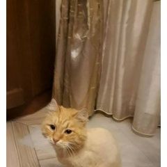 Подробнее об объявлении «Нижний Новгород Пропал кот» Фото: пропала кошка  «Нижний Новгород Пропал кот» в г. Нижний Новгород