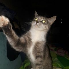 Подробнее об объявлении «Подольск Пропала кошка» Фото: пропала кошка  «Подольск Пропала кошка» в г. Подольск