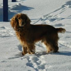 Подробнее об объявлении «Пропала кошка Кемерово» Фото: пропала кошка  «Пропала кошка Кемерово» в г. Кемерово