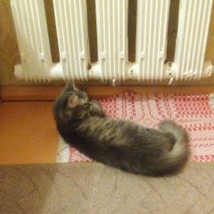Подробнее об объявлении «Пропала кошка Новосибирск» Фото: пропала кошка  «Пропала кошка Новосибирск» в г. Новосибирск