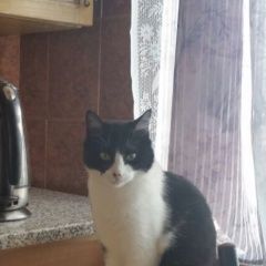 Подробнее об объявлении «Пропал кот Санкт-Петербург» Фото: пропала кошка  «Пропал кот Санкт-Петербург» в г. Санкт-Петербург