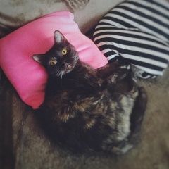 Подробнее об объявлении «Пропала кошка Томск» Фото: пропала кошка  «Пропала кошка Томск» в г. Томск