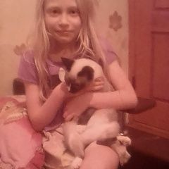 Подробнее об объявлении «Пропал кот кузя Томск» Фото: пропала кошка Сиамская «Пропал кот кузя Томск» в г. Томск