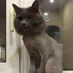 Подробнее об объявлении «Пропал кот  Москва» Фото: пропала кошка  «Пропал кот  Москва» в г. Москва