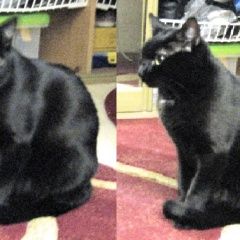 Подробнее об объявлении «Пропала кошка 28.08.18 академический район Москва» Фото: пропала кошка  «Пропала кошка 28.08.18 академический район Москва» в г. Москва