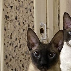Подробнее об объявлении «Пропала кошка Санкт-Петербург» Фото: пропала кошка Корниш-рекс «Пропала кошка Санкт-Петербург» в г. Санкт-Петербург